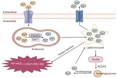 Schematic Representation Of Iron Metabolism And Ferroptosis Associated