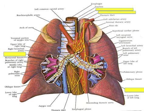 Nerves Of The Esophagus And Posterior Thorax Diagram Quizlet