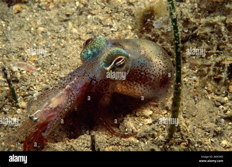 Cuttlefish Eating