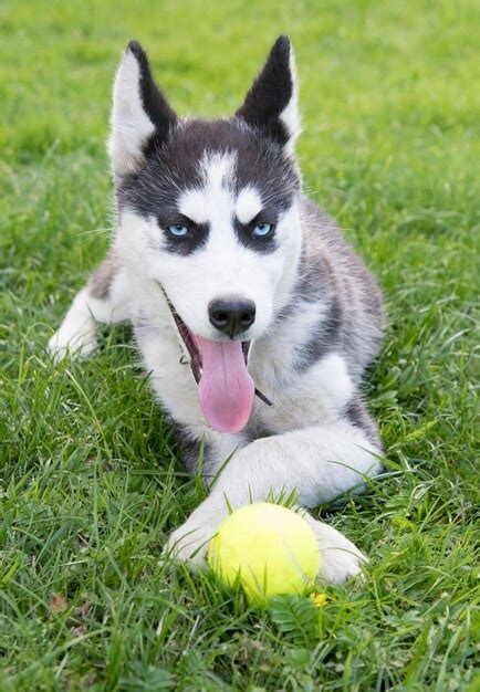 Premium Photo | Siberian husky puppy play