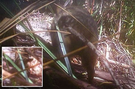 Le Tigre De Tasmanie A T Il Vraiment Disparu Des Photos Relancent Le