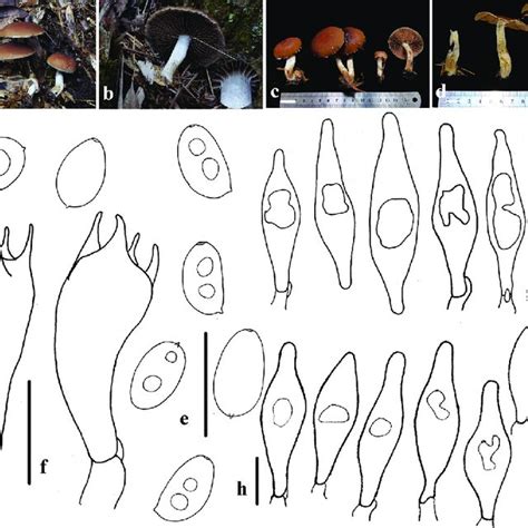 PDF First Record Of The Rare Genus Typhrasa Psathyrellaceae