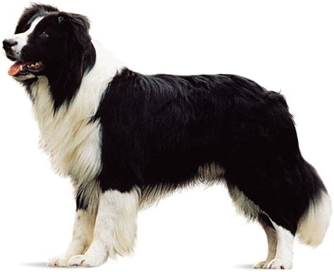 Herding dog | Breeds, Photographs, & Facts | Britannica