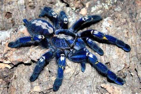 The Critically Endangered Majestic Tarantula Poecilotheria Metallica