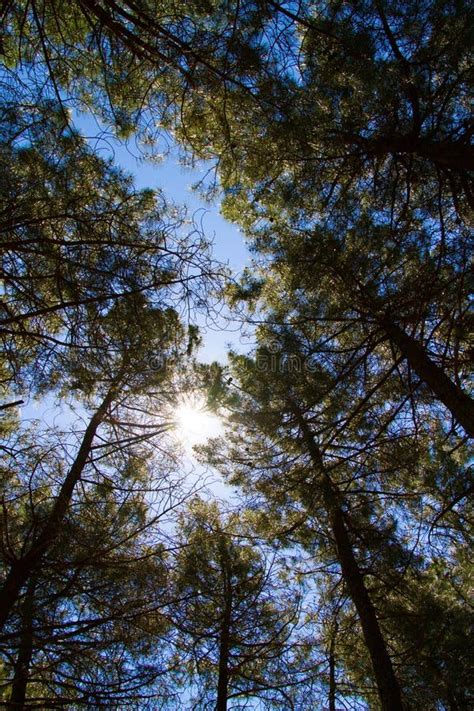 Vermes Olhos De Copas De árvores No Bosque Sol Brilhando Através De