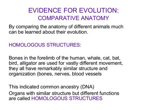 Comparative Anatomy Worksheet