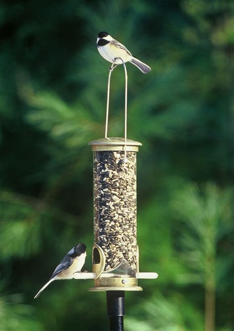 7 Basic Backyard Bird Feeders Series - Wild Bird Habitat Store - Lincoln | NearSay