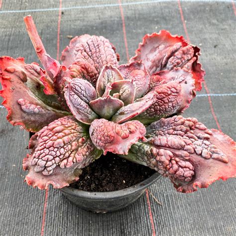 Echeveria Bumps Bump Leaf Let Love Grow Succulent And Cactus