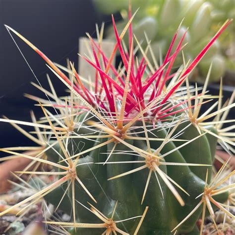 Ferocactus Stanesii syn. Ferocactus stainesii : Ferocactus pilosus ...