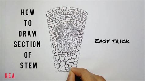 How to draw Section of a Stem | Biology diagrams, Simple tricks, Stem