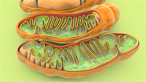 Mitochondria 3D Model $99 - .fbx .obj .c4d - Free3D