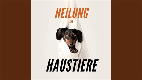 Entspannungsmusik F R Hunde Youtube