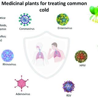 Overview of medicinal plants for treating common cold infections ...