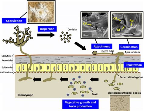 Overview Of The Basic Infection Cycle Depicted By Beauveria Bassiana In Download Scientific