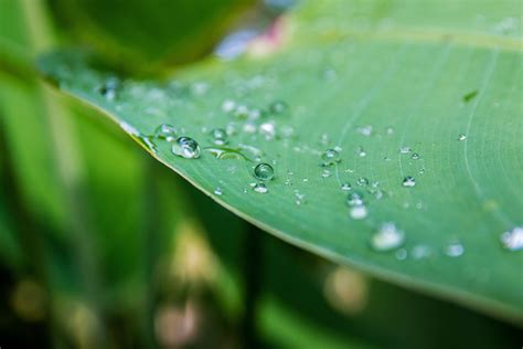 Banco De Imagens Agua Natureza Grama Solta Orvalho Plantar