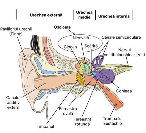 Organele De Sim Biologie Barron S Ginamed