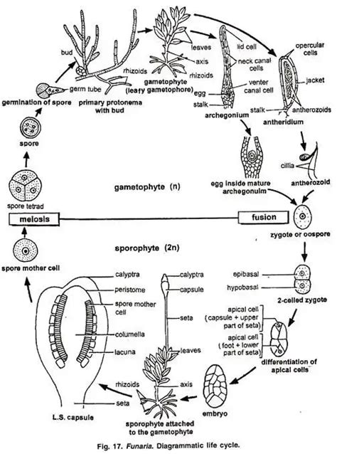 Funaria - Structure, Characteristics, Reproduction - Biology Notes Online