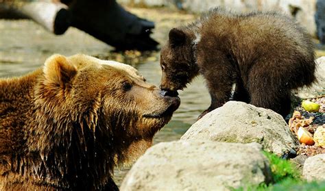 Alaska Adventure Tour; Alaska Vacation for Women; Bear Viewing