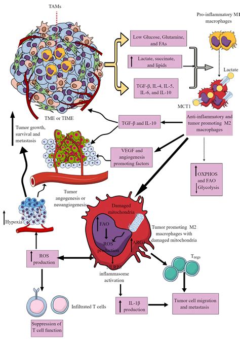 Frontiers Immunometabolic Reprogramming Another Cancer Hallmark