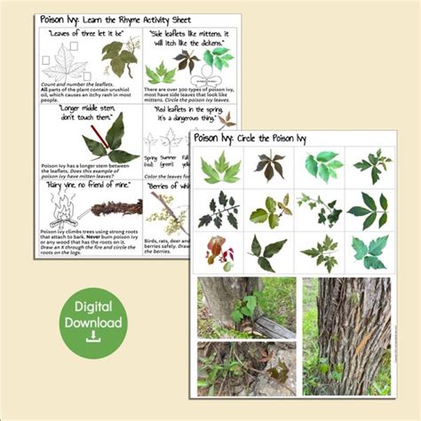 Poison Ivy Activity - Etsy