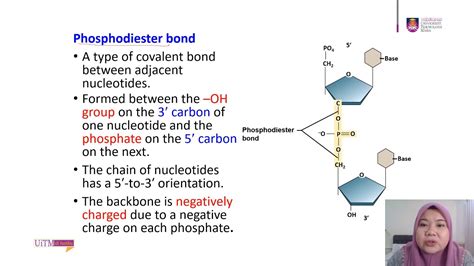 Macromolecules : Nucleic Acids DNA RNA - YouTube