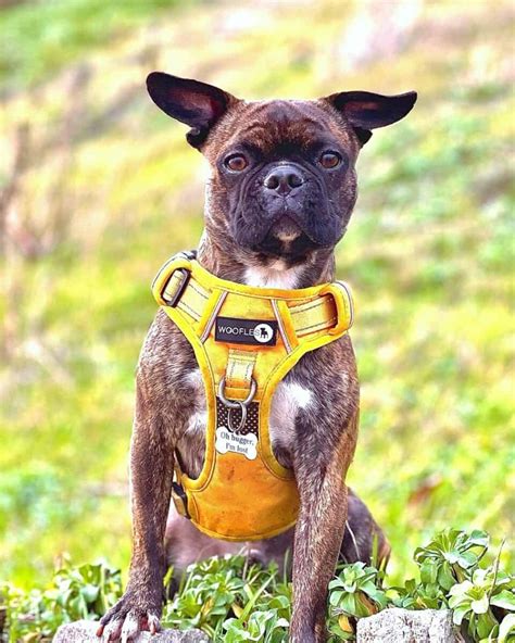 Boston Terrier Pug Mix: Info, Pictures, Traits & Facts