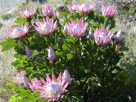 Protea Cynaroides King Protea World Of Flowering Plants