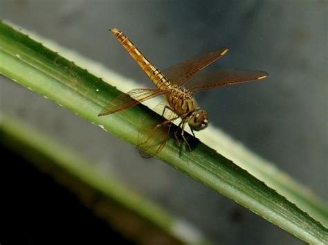 Free picture: dragonfly, close-up, head, wings, insect, macro, colorful ...