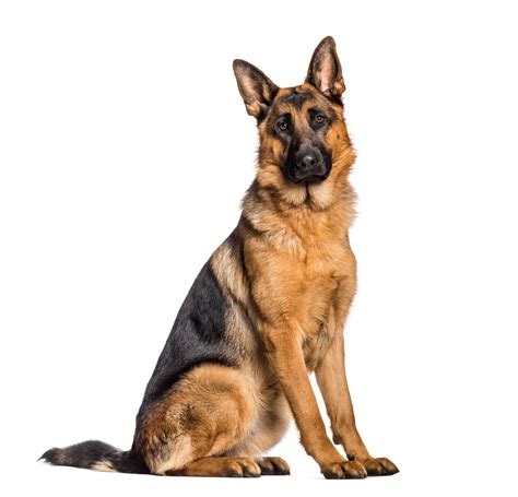Unveiling the Long-Haired German Shepherd: Traits & Care
