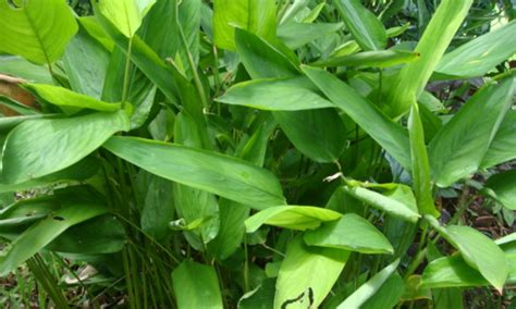 Arrowroot Plant: Growing New Gluten-Free Foods - Epic Gardening