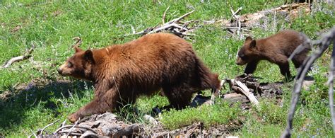 Black Bears - Lassen Volcanic National Park (U.S. National Park Service)