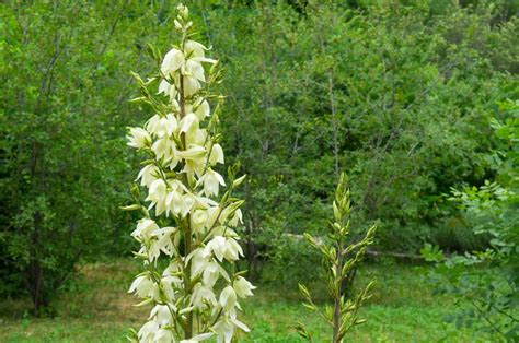 The Complete Guide to Growing and Caring for Monkshood