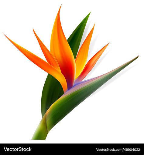 Strelitzia Reginae Flower Bird Of Paradise Crane Vector Image