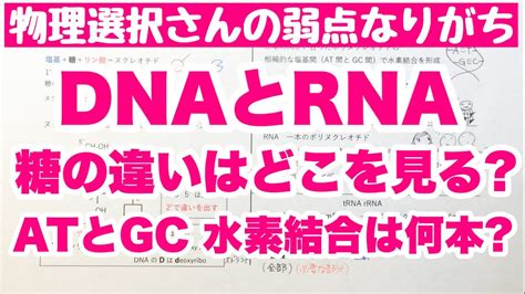 【語呂合わせ】核酸dnaとrna 糖の違いの覚え方 At間とgc間塩基間の水素結合の本数の語呂合わせ 天然高分子 ゴロ化学 Youtube