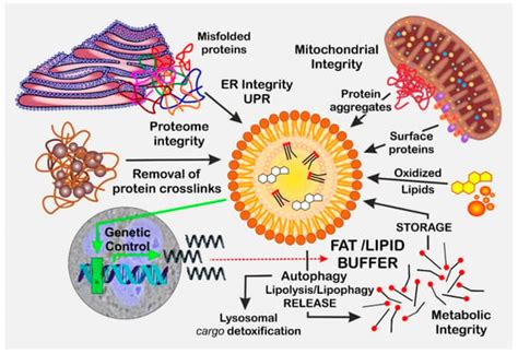 Biomolecules Free Full Text The Janus Faced Role Of Lipid Droplets