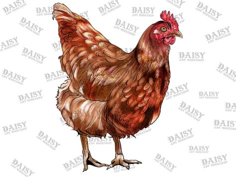 New Hampshire Red Huhn Png Huhn Png Huhn Sublimation Design Etsy De