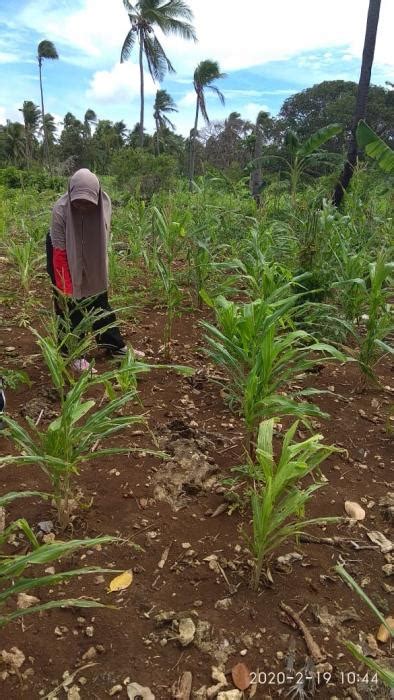 CARA PEMUPUKAN YANG TEPAT PADA TANAMAN JAGUNG KECAMATAN TAKABONERATE