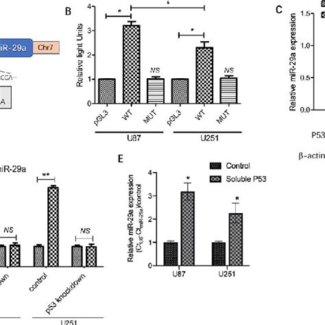 ATG9B Enrichment Is Involved In TMZ Induced Autophagy A The MRNA