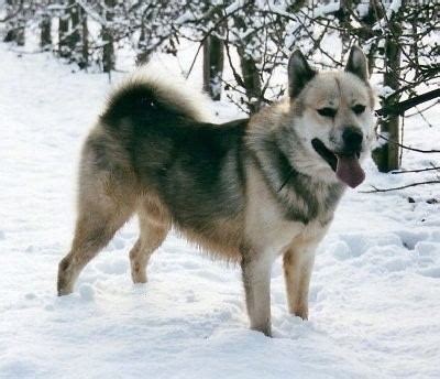 Greenland Dog - Alchetron, The Free Social Encyclopedia