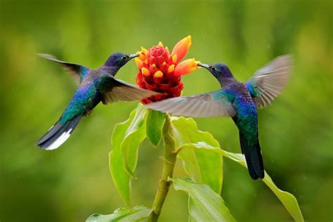 5 Wondrous Birds In Costa Rica For Birding Vacationers To See