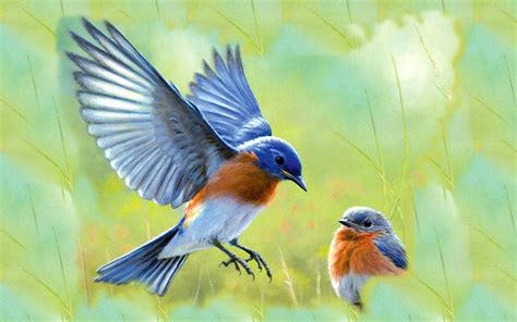 Blue Bird Wallpapers - Top Free Blue Bird Backgrounds - WallpaperAccess