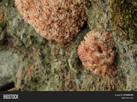 Mushroom Pink Coral Image And Photo Free Trial Bigstock