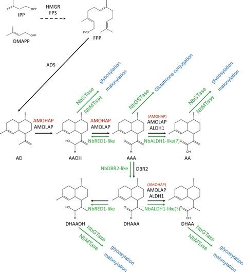 Schematic Representation Of The Artemisinin Precursor Biosynthetic