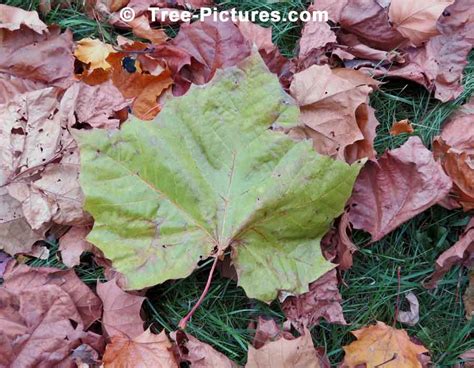 Sycamore Leaf Tree Identification Picture