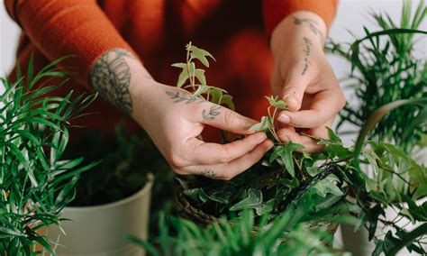 13 Is Neem Oil Safe For Tomato Plants Frazerreyn