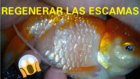 Porque Se Le Caen Las Escamas A Mis Peces Y Como Puedo Regenerarlas Y