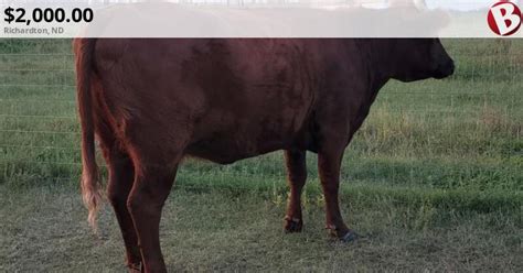 A2A2 Dexter Milk Cow For Sale! | Richardton, ND