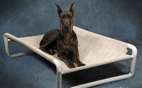 Great Dane Dog Bed at Roverpet.com : Testimonial - Roverpet