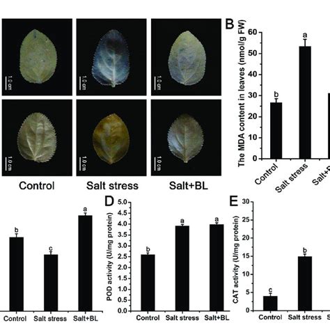 Effects Of Exogenous Bl Application On The Levels Of O And H