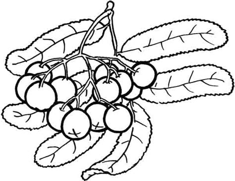 Berries Berry Coloring Pages To Girls